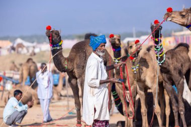 Puşkar, Rajasthan, Hindistan - 10 Kasım 2024: Geleneksel beyaz giysili rajasthani erkek portresi çöl panayırında renkli türbanlı deve fuarı sırasında develeri takas etmek için.