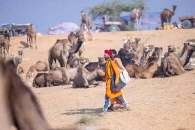 Pushkar, Rajasthan, India - November 10, 2024: Portrait of rajasthani male in traditional clothes at desert fairground during the pushkar camel fair for trading camels.