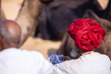 Puşkar, Rajasthan, Hindistan - 10 Kasım 2024: Geleneksel giysili rajasthani erkek portresi çöl panayırında renkli türbanlarla deve pazarında deve ticareti yaparken.