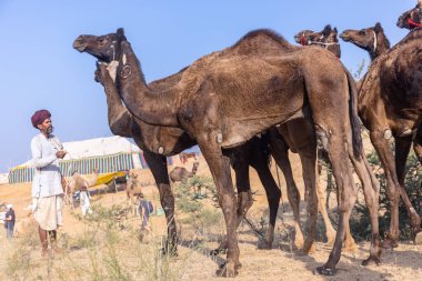 Puşkar, Rajasthan, Hindistan - 10 Kasım 2024: Deve ticareti sırasında geleneksel beyaz giysili rajasthani erkek portresi.