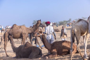 Puşkar, Rajasthan, Hindistan - 10 Kasım 2024: Geleneksel giysili rajasthani erkek portresi çöl panayırında renkli türbanlarla deve pazarında deve ticareti yaparken.