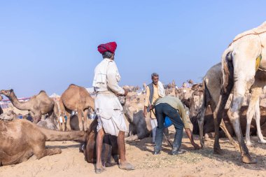 Puşkar, Rajasthan, Hindistan - 10 Kasım 2024: Geleneksel giysili rajasthani erkek portresi çöl panayırında renkli türbanlarla deve pazarında deve ticareti yaparken.
