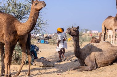Puşkar, Rajasthan, Hindistan - 10 Kasım 2024: Deve ticareti sırasında geleneksel beyaz giysili rajasthani erkek portresi.