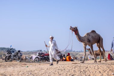 Puşkar, Rajasthan, Hindistan - 10 Kasım 2024: Geleneksel giysili rajasthani erkek portresi çöl panayırında renkli türbanlarla deve pazarında deve ticareti yaparken.