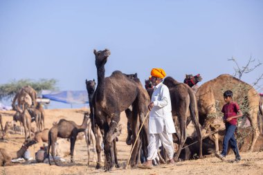 Puşkar, Rajasthan, Hindistan - 10 Kasım 2024: Geleneksel giysili rajasthani erkek portresi çöl panayırında renkli türbanlarla deve pazarında deve ticareti yaparken.