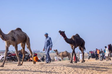 Puşkar, Rajasthan, Hindistan - 10 Kasım 2024: Geleneksel giysili rajasthani erkek portresi çöl panayırında renkli türbanlarla deve pazarında deve ticareti yaparken.