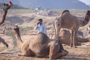 Puşkar, Rajasthan, Hindistan - 10 Kasım 2024: Geleneksel giysili rajasthani erkek portresi çöl panayırında renkli türbanlarla deve pazarında deve ticareti yaparken.