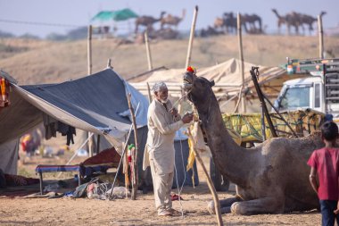 Puşkar, Rajasthan, Hindistan - 10 Kasım 2024: Geleneksel giysili rajasthani erkek portresi çöl panayırında renkli türbanlarla deve pazarında deve ticareti yaparken.