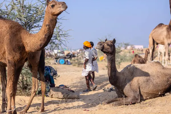 Puşkar, Rajasthan, Hindistan - 10 Kasım 2024: Deve ticareti sırasında geleneksel beyaz giysili rajasthani erkek portresi.