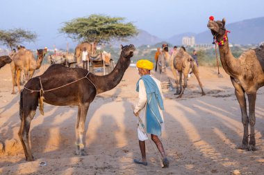 Pushkar, Rajasthan, India - November 10, 2024: Portrait of a rajasthani male in traditional clothes at desert fairground during the pushkar camel fair for trading camels.