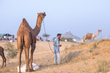 Pushkar, Rajasthan, India - November 10, 2024: Portrait of a rajasthani male in traditional clothes at desert fairground during the pushkar camel fair for trading camels.