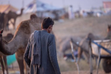 Puşkar, Rajasthan, Hindistan - 10 Kasım 2024: Geleneksel giysili bir rajasthani erkeğinin portresi çöl panayırında deve fuarı sırasında deve ticareti yaparken.