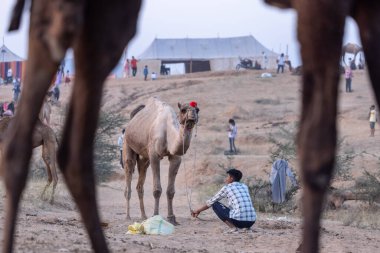 Puşkar, Rajasthan, Hindistan - 10 Kasım 2024: Geleneksel giysili bir rajasthani erkeğinin portresi çöl panayırında deve fuarı sırasında deve ticareti yaparken.
