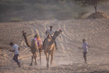 Puşkar, Rajasthan, Hindistan - 10 Kasım 2024: Geleneksel giysili bir rajasthani erkeğinin portresi çöl panayırında deve fuarı sırasında deve ticareti yaparken.
