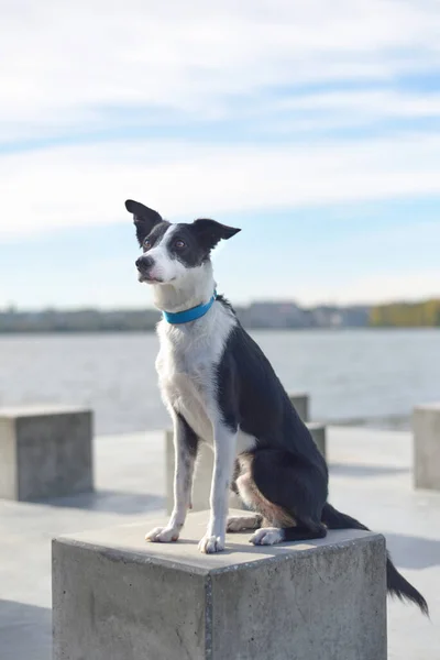 Schwarzer Und Weißer Border Collie Hund Vor Teich — Stockfoto