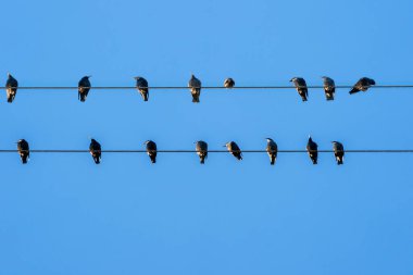 Elektrik hatlarındaki kuşlar dinleniyor.