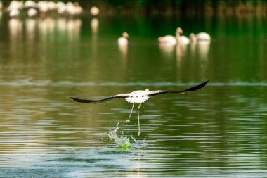 Flamingo gölde uçuyor.