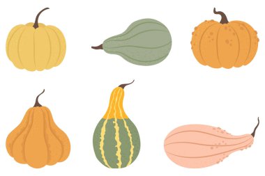 Elle çizilmiş balkabakları ve kabaklarıyla sonbahar zirvesi. Mevsimlik sebzelerin değişik şekil ve renklerde toplanması. Beyaz arka planda izole edilmiş. Sonbahar dekorasyonu, Şükran Günü tasarımı, çıkartmalar, ambalajlar ve tebrik kartları için mükemmel..