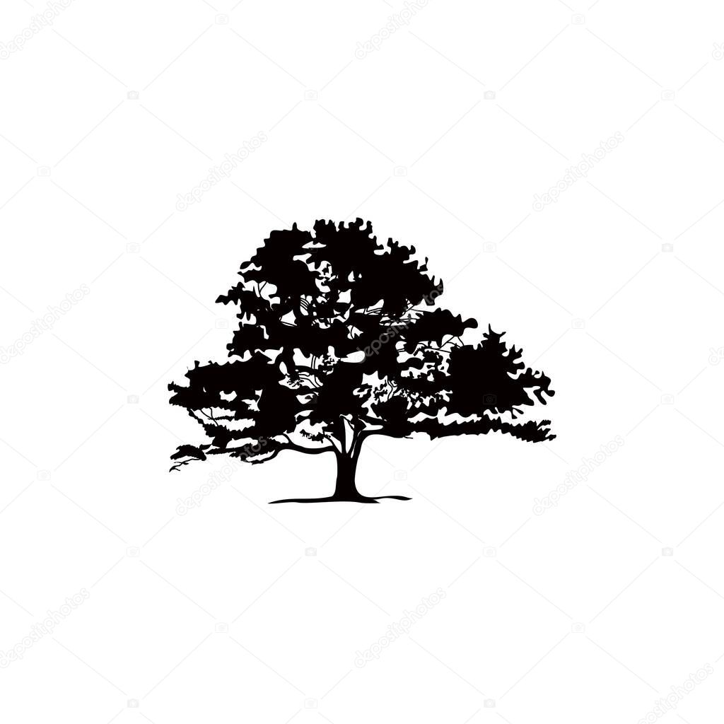 Family tree oak maple design vector illustration