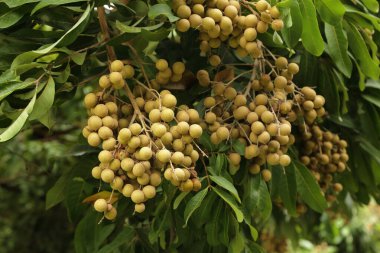 Ağaçta bir sürü Longan meyvesi.