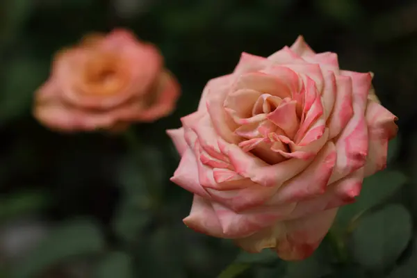 Belle Floraison Rose Vintage Cappuccino Rose Dans Jardin — Photo
