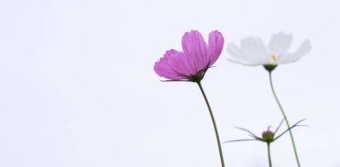 Yumuşak seçici odak pembe ve beyaz renkli kozmos çiçek tarlası gökyüzüne karşı, tatlı ve çiçekli düğün veya sevgililer günü arkaplanı, kopyalanmış alanı olan klasik tarz