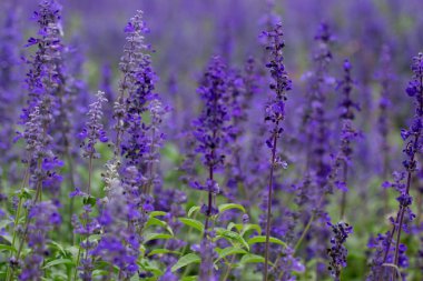 Seçici odak, tarlalarda uçan böceklerle, düğün ve güzellik için tatlı ve çiçek açan çiçeklerle güzel mor lavantaları kapat.