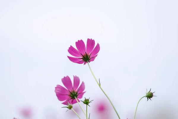 Zachte Selectieve Focus Roze Wit Kleurrijke Kosmos Bloemenveld Tegen Hemel — Stockfoto