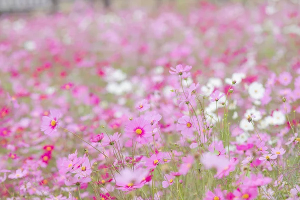 Zachte Selectieve Focus Roze Wit Kleurrijke Kosmos Bloemenveld Tegen Hemel — Stockfoto