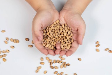 Erkeklerin ellerine tepeden bakmak yemek için fasulye tutmak ya da izole edilmiş beyaz arka plan için tohum ekmektir.