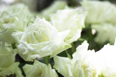 Masada duran vazodaki beyaz güller özel kutlama yıldönümü için / kutlama konsepti için