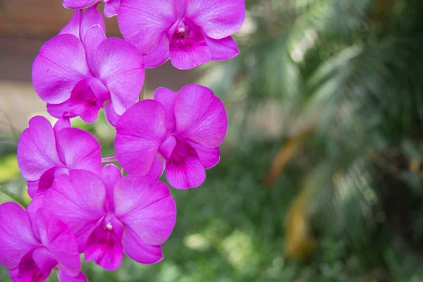 Focus Selettivo Belle Orchidee Purpl Giardino Sfondo Naturale Con Spazio — Foto Stock