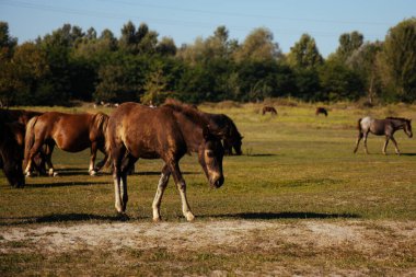 Açık mavi bir gökyüzünün altında otlayan at sürüsünün manzarası var. Vahşi yaşamın ve kırsal yaşamın doğal güzelliğini göstermek, tarım ve binicilik faaliyetleri için ideal..