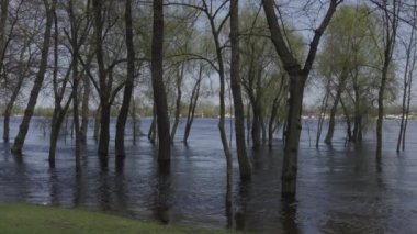 Dnipro Nehri 'ndeki seller ve Kyiv ve Obolon kıyı bölgelerinin sular altında kalması. Ağaçlar suyun içinde.