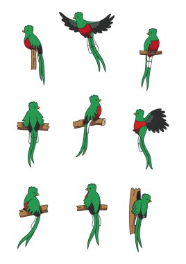 Quetzal karikatür vektör çizimi