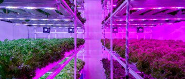 Ultraviyole LED ışığı olan kapalı bir hidrofonik sebze çiftliği..
