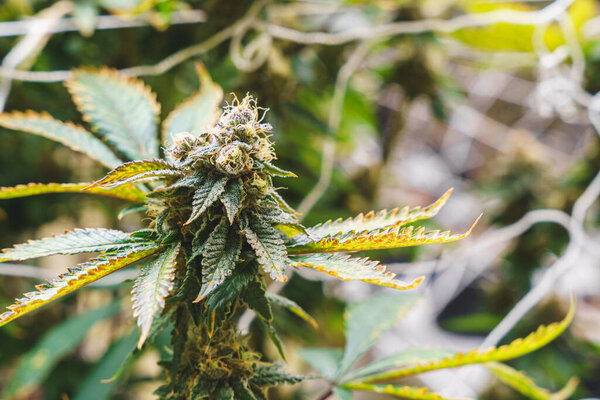 Крупный план заводской марихуаны Куш в помещении фермы.