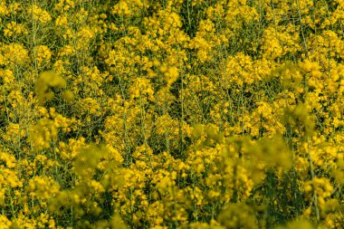 Brassica napus (Yağtohumu Tecavüzü), yağdantohumu tecavüzü olarak da bilinir, Brassicaceae familyasının parlak sarı çiçekli bir üyesidir..