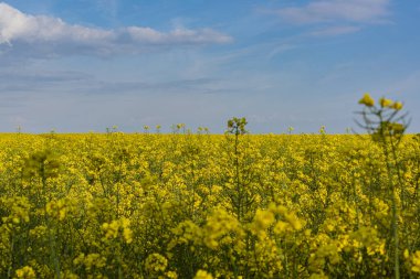 Brassica napus (Yağtohumu Tecavüzü), yağdantohumu tecavüzü olarak da bilinir, Brassicaceae familyasının parlak sarı çiçekli bir üyesidir..