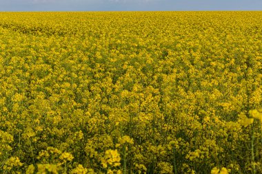 Brassica napus (Yağtohumu Tecavüzü), yağdantohumu tecavüzü olarak da bilinir, Brassicaceae familyasının parlak sarı çiçekli bir üyesidir..