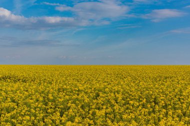Brassica napus (Yağtohumu Tecavüzü), yağdantohumu tecavüzü olarak da bilinir, Brassicaceae familyasının parlak sarı çiçekli bir üyesidir..