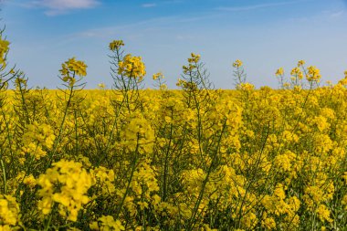 Brassica napus (Yağtohumu Tecavüzü), yağdantohumu tecavüzü olarak da bilinir, Brassicaceae familyasının parlak sarı çiçekli bir üyesidir..