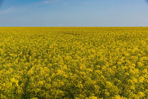 Brassica napus (Yağtohumu Tecavüzü), yağdantohumu tecavüzü olarak da bilinir, Brassicaceae familyasının parlak sarı çiçekli bir üyesidir..