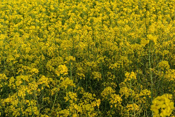 Brassica napus (Yağtohumu Tecavüzü), yağdantohumu tecavüzü olarak da bilinir, Brassicaceae familyasının parlak sarı çiçekli bir üyesidir..