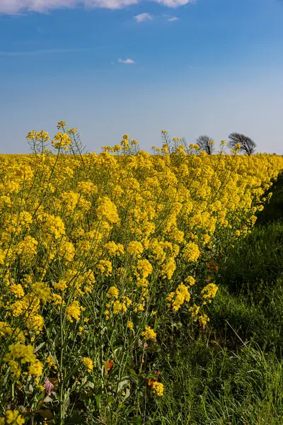 Brassica napus (Yağtohumu Tecavüzü), yağdantohumu tecavüzü olarak da bilinir, Brassicaceae familyasının parlak sarı çiçekli bir üyesidir..