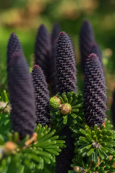 Abies koreana 'Silberlocke' veya Kore firavun ağacı