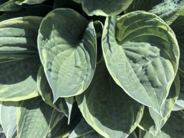 Nilüferler (Hostas) Avusturyalı botanikçi Nicholas Thomas Host 'un adını alan bir gölge toleranslı bitkidir.