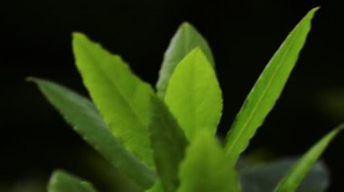 Rüzgarda savrulan Bay Leaf fabrikasının yavaş çekim görüntüleri.
