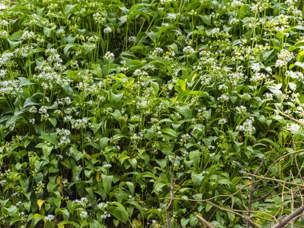 İngiltere 'de Dinas Powys Galler' de bir ülke yolunda yetişen yabani sarımsak.
