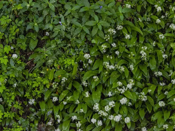 stock image Wild Garlic growing along a country path in Dinas Powys Wales, UK